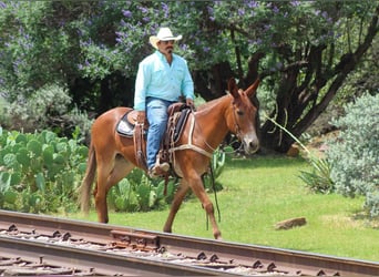Caballo cuarto de milla, Yegua, 8 años, 152 cm, Alazán-tostado