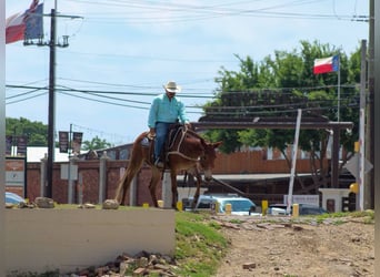 Caballo cuarto de milla, Yegua, 8 años, 152 cm, Alazán-tostado