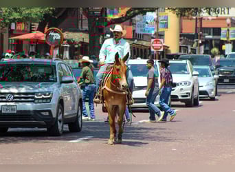 Caballo cuarto de milla, Yegua, 8 años, 152 cm, Alazán-tostado