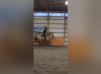 Caballo cuarto de milla, Yegua, 8 años, 152 cm, Buckskin/Bayo