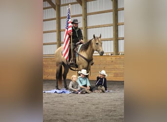 Caballo cuarto de milla, Yegua, 8 años, 152 cm, Buckskin/Bayo