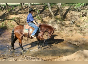 Caballo cuarto de milla, Yegua, 8 años, 152 cm, Castaño rojizo
