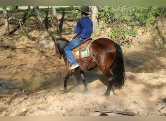 Caballo cuarto de milla, Yegua, 8 años, 152 cm, Castaño rojizo