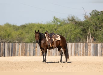 Caballo cuarto de milla, Yegua, 8 años, 152 cm, Castaño rojizo