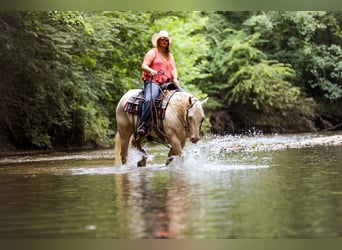 Caballo cuarto de milla, Yegua, 8 años, 152 cm, Cremello