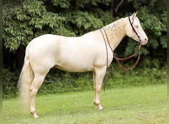 Caballo cuarto de milla, Yegua, 8 años, 152 cm, Cremello