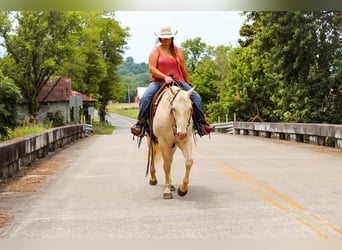 Caballo cuarto de milla, Yegua, 8 años, 152 cm, Cremello