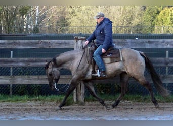 Caballo cuarto de milla, Yegua, 8 años, 152 cm, Grullo