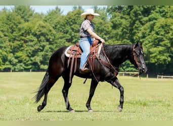 Caballo cuarto de milla, Yegua, 8 años, 152 cm, Negro