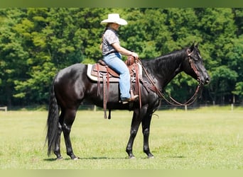 Caballo cuarto de milla, Yegua, 8 años, 152 cm, Negro