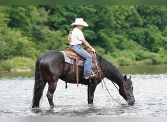 Caballo cuarto de milla, Yegua, 8 años, 152 cm, Negro