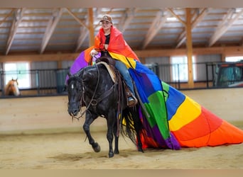Caballo cuarto de milla, Yegua, 8 años, 152 cm, Negro