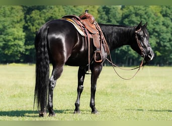 Caballo cuarto de milla, Yegua, 8 años, 152 cm, Negro