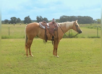 Caballo cuarto de milla, Yegua, 8 años, 152 cm, Palomino