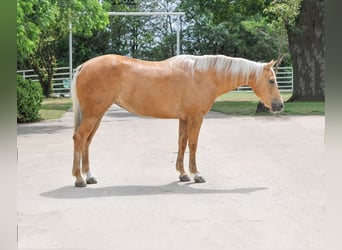 Caballo cuarto de milla, Yegua, 8 años, 152 cm, Palomino