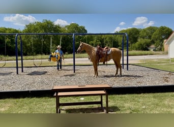 Caballo cuarto de milla, Yegua, 8 años, 152 cm, Palomino