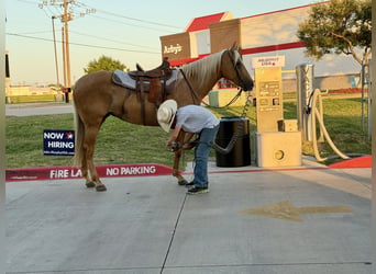 Caballo cuarto de milla, Yegua, 8 años, 152 cm, Palomino