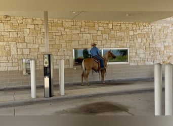 Caballo cuarto de milla, Yegua, 8 años, 152 cm, Palomino