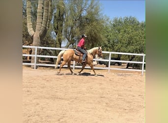Caballo cuarto de milla, Yegua, 8 años, 152 cm, Palomino