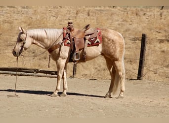 Caballo cuarto de milla, Yegua, 8 años, 152 cm, Palomino