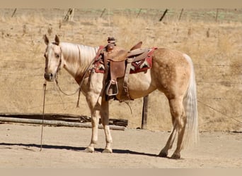 Caballo cuarto de milla, Yegua, 8 años, 152 cm, Palomino