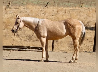 Caballo cuarto de milla, Yegua, 8 años, 152 cm, Palomino