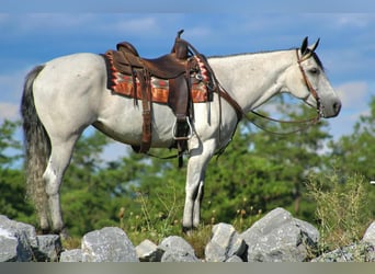 Caballo cuarto de milla, Yegua, 8 años, 152 cm, Tordo