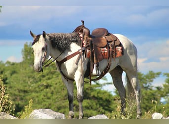 Caballo cuarto de milla, Yegua, 8 años, 152 cm, Tordo