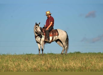Caballo cuarto de milla, Yegua, 8 años, 152 cm, Tordo