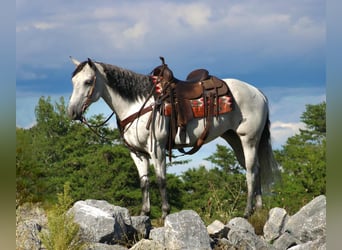 Caballo cuarto de milla, Yegua, 8 años, 152 cm, Tordo