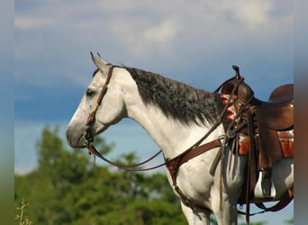 Caballo cuarto de milla, Yegua, 8 años, 152 cm, Tordo