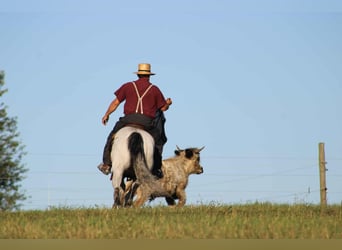 Caballo cuarto de milla, Yegua, 8 años, 152 cm, Tordo