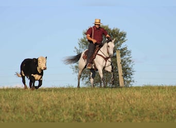 Caballo cuarto de milla, Yegua, 8 años, 152 cm, Tordo
