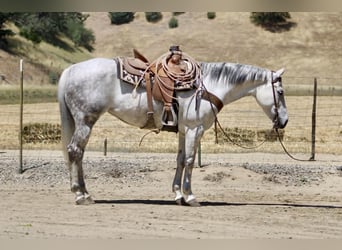Caballo cuarto de milla, Yegua, 8 años, 152 cm, Tordo
