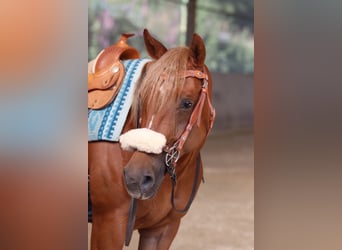 Caballo cuarto de milla, Yegua, 8 años, 154 cm, Alazán