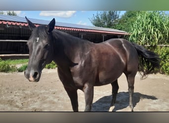 Caballo cuarto de milla, Yegua, 8 años, 154 cm, Negro