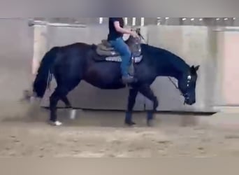 Caballo cuarto de milla, Yegua, 8 años, 154 cm, Negro