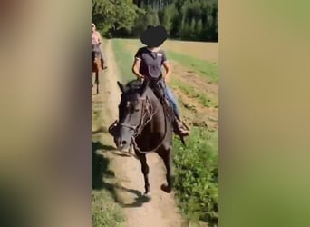 Caballo cuarto de milla, Yegua, 8 años, 154 cm, Negro