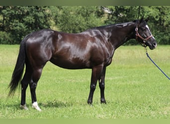 Caballo cuarto de milla, Yegua, 8 años, 154 cm, Negro