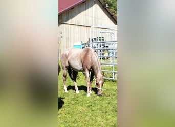 Caballo cuarto de milla, Yegua, 8 años, 154 cm, Ruano alazán