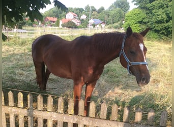 Caballo cuarto de milla, Yegua, 8 años, 155 cm, Alazán-tostado
