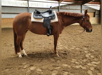 Caballo cuarto de milla, Yegua, 8 años, 155 cm, Alazán-tostado