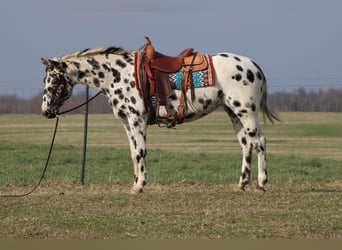 Caballo cuarto de milla, Yegua, 8 años, 155 cm, Atigrado/Moteado