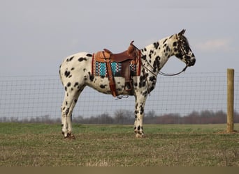 Caballo cuarto de milla, Yegua, 8 años, 155 cm, Atigrado/Moteado