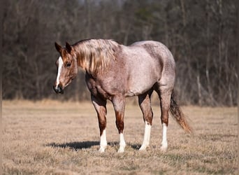 Caballo cuarto de milla, Yegua, 8 años, 155 cm, Ruano alazán