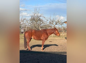 Caballo cuarto de milla, Yegua, 8 años, 156 cm, Alazán