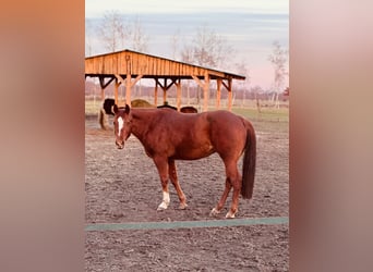 Caballo cuarto de milla, Yegua, 8 años, 156 cm, Alazán