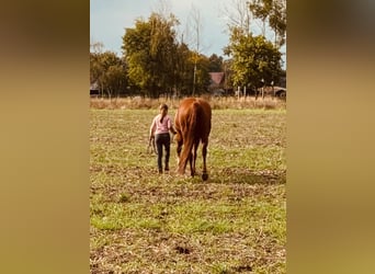 Caballo cuarto de milla, Yegua, 8 años, 156 cm, Alazán