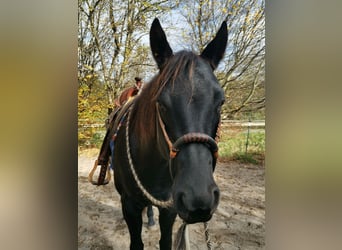 Caballo cuarto de milla, Yegua, 8 años, 157 cm, Negro