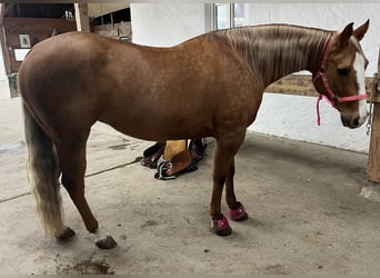 Caballo cuarto de milla, Yegua, 8 años, 157 cm, Palomino